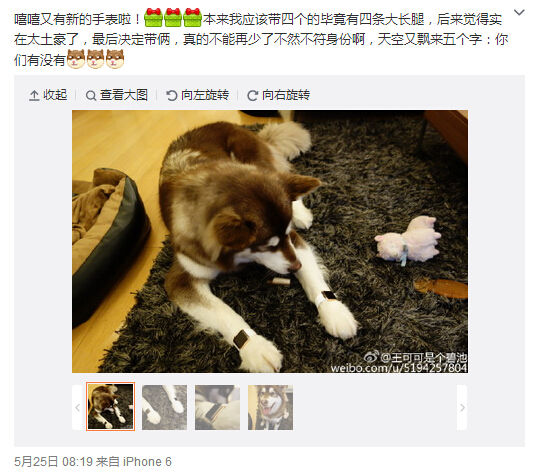 活得不如狗？王思聪爱犬身戴2只苹果表