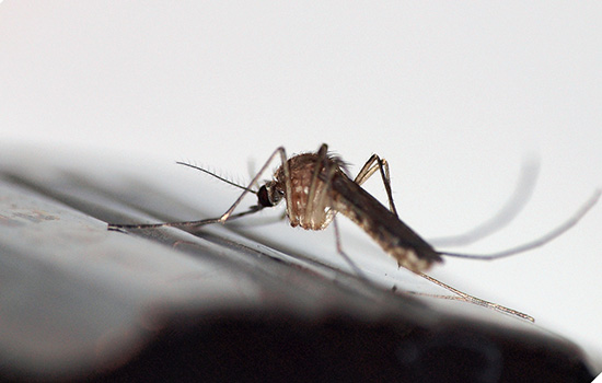 生活科学小知识：把讨厌的蚊子彻底消灭真的好吗？